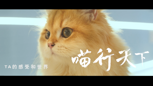 喵行天下，與NI解鎖新體驗